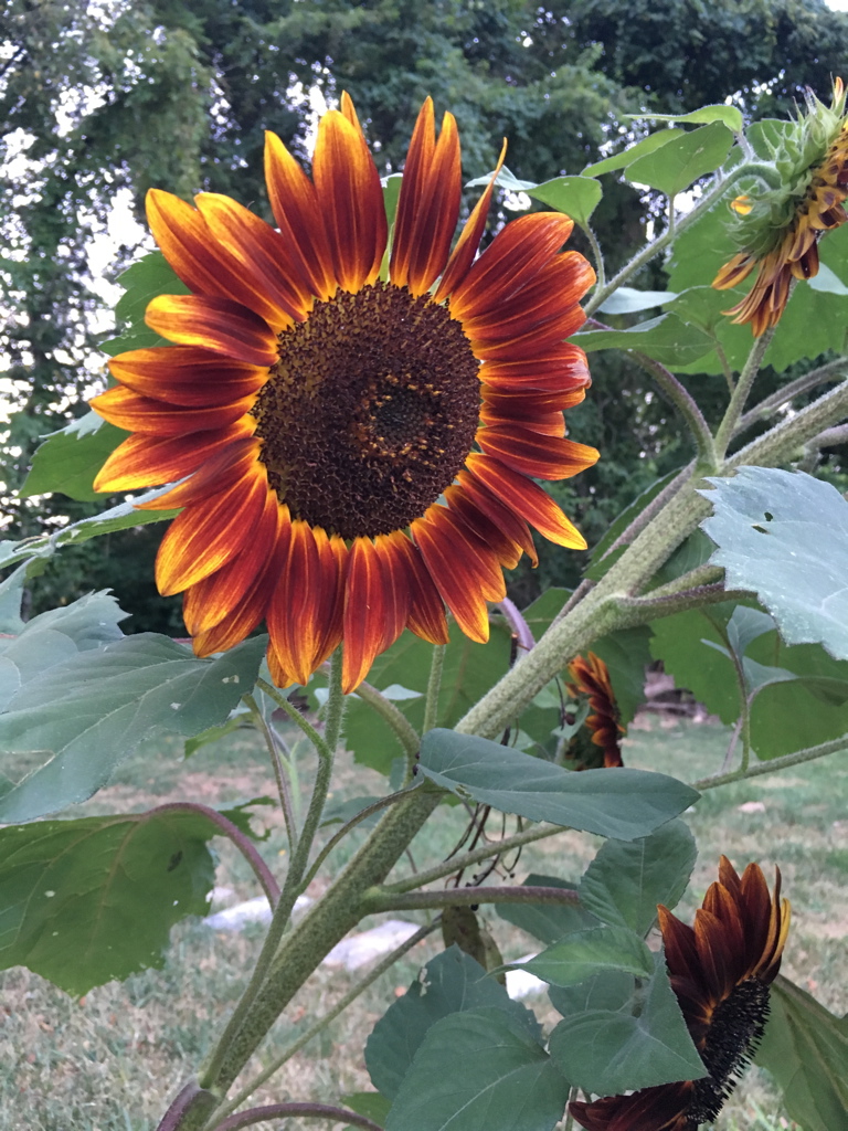 Zeke's Sunflower